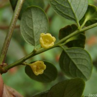 Phyllanthus retusus Dennst.